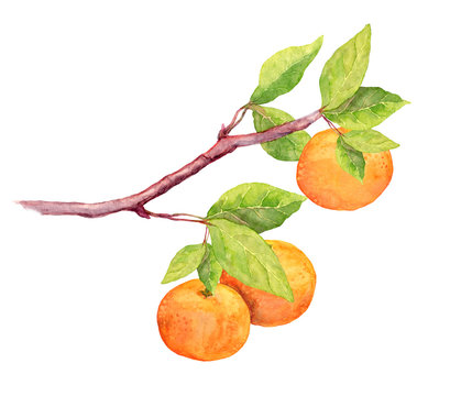 Branch Of Clementine Orange Fruit. Watercolor