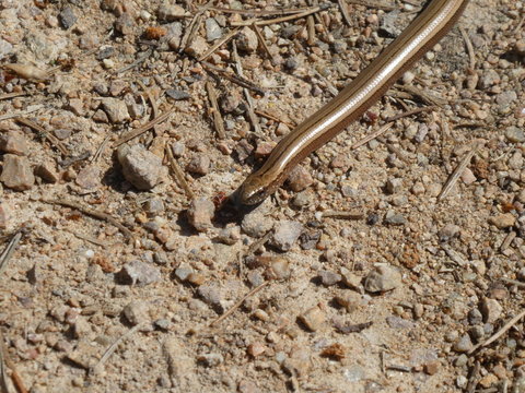blindworm in the sand