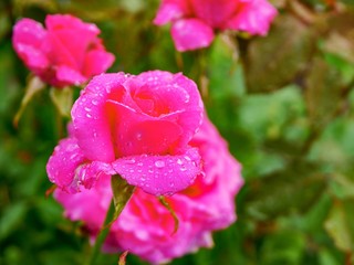 pink rose flower