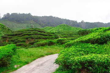Tea plantations, Cameron Highlands, Pahang, Malaysia