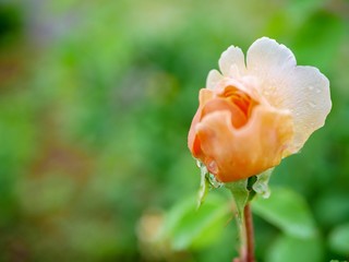 Obraz premium single red rose