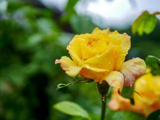yellow rose with water drops