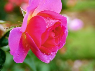 Obraz premium pink rose