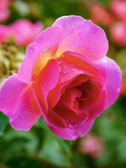 pink rose