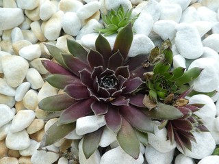 houseleek in the garden