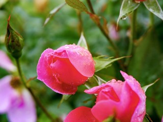 pink rose