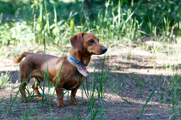 close-up beautiful brown dachshund walking in the forest. Cute portrait of a dog breed dachshund red tan. Dachshund in the forest