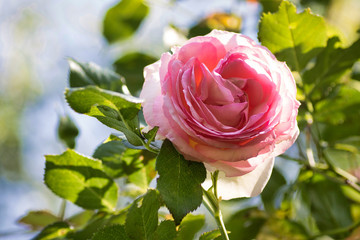 beautiful climbing rose pierre de ronsard in bloom