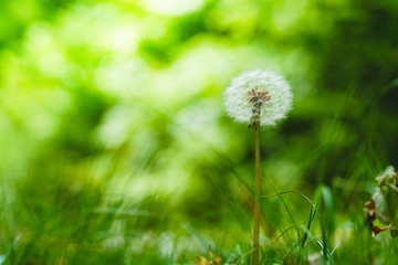 Pusteblume