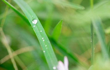 water drops on the green grass,Rainy day