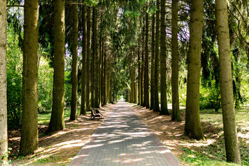 Alley of spruce in the park in summer - obrazy, fototapety, plakaty