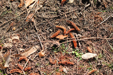 terreno con prato e foglie secche e spighe 