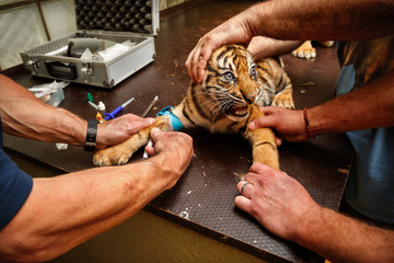 Cute tiger cubs during the vaccination. Sumatran tigers in the zoo. Wild scene with captive animal. Panthera tigris sumatrae.