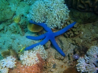 Starfish