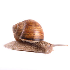 Helix pomatia, Roman snail, Burgundy snail, edible snail, escargot.Garden snail isolated on white.Grape snail. Isolate on white background.