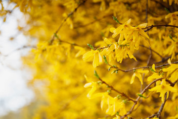 Obraz premium A macro shot of the yellow blooms of a forsythia bush. Border forsythia is an ornamental deciduous shrub of garden origin.