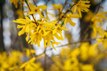 A macro shot of the yellow blooms of a forsythia bush. Border forsythia is an ornamental deciduous shrub of garden origin.