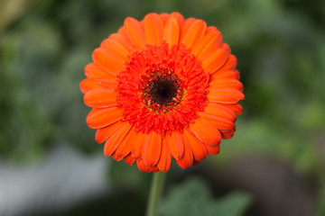 beautiful pink lily In garden with water drop, fog, lily flower fresh color in morning.
