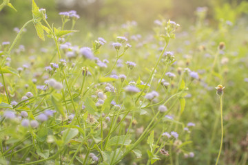  abstract Rust old on metallic surface brown texture background for wallpaper, construction ironworks metallic backdrop design shape for architecture, sheet aluminum durable for industrial