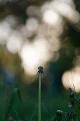 Dandelion blossom defocused in garden with early morning sunlight and blurred background
