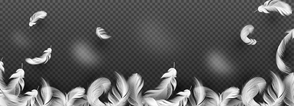 Website header or banner with white feather on transparent background.