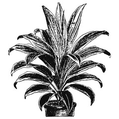 house plant #vector #isolated - Zimmerpflanze
