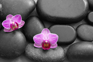 Fototapeta na wymiar Beautiful orchid flowers on spa stones