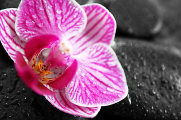 Fototapeta na wymiar Beautiful orchid flower on spa stones, closeup