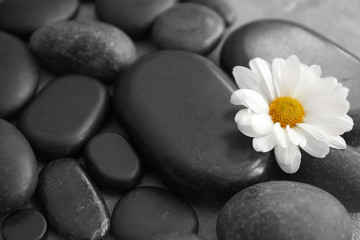 Fototapeta na wymiar Beautiful flower on spa stones, closeup