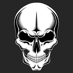 Vector black and white skull