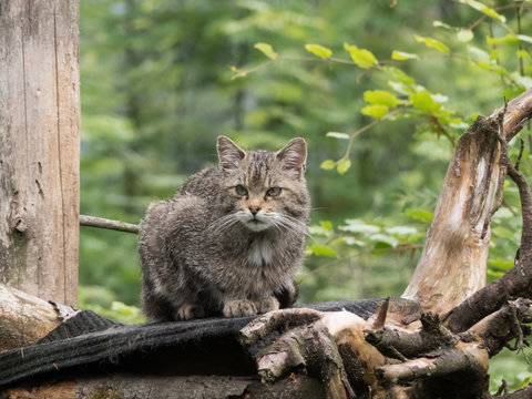 Wildcat On A Tree Closup