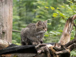 Fototapeta na wymiar wildcat on a tree closup
