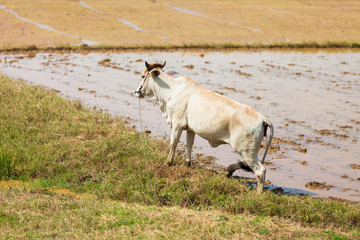 White cow on the field in countryside close up, captured from a passing train on the route from Hue to Cho Chi Minch City.