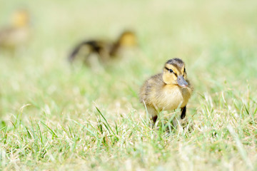 Close up of a duckling standing on a grass.