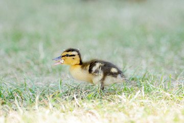 Close up of a duckling standing on a grass.