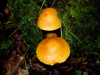 mushroom