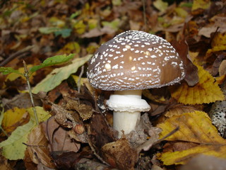 amanita pantherina