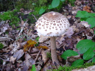 mushroom