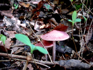 mushroom