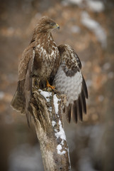 Large common buzzard