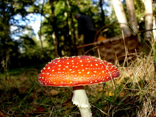 Amanita muscaria