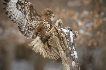 A common buzzard landing