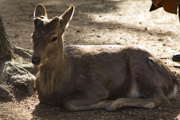 biche
