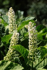 white flowers of Phytolacca americana plant
