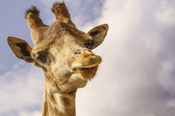The head of an African giraffe close-up.Against the clouds.