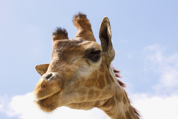 Obraz premium Funny face giraffe with long eyelashes and a narrow neck.On a blue background.
