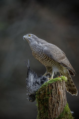 Impressive goshawk with kill