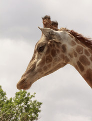 The giraffe's head is in profile on the long neck.Against the sky.