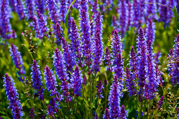 Field with beautiful pink and violet lupins flowers