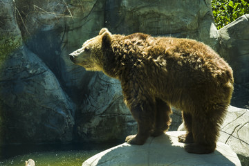 Brown bear on the rock
